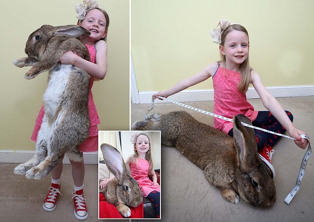 صور لأضخم أرنب في العالم