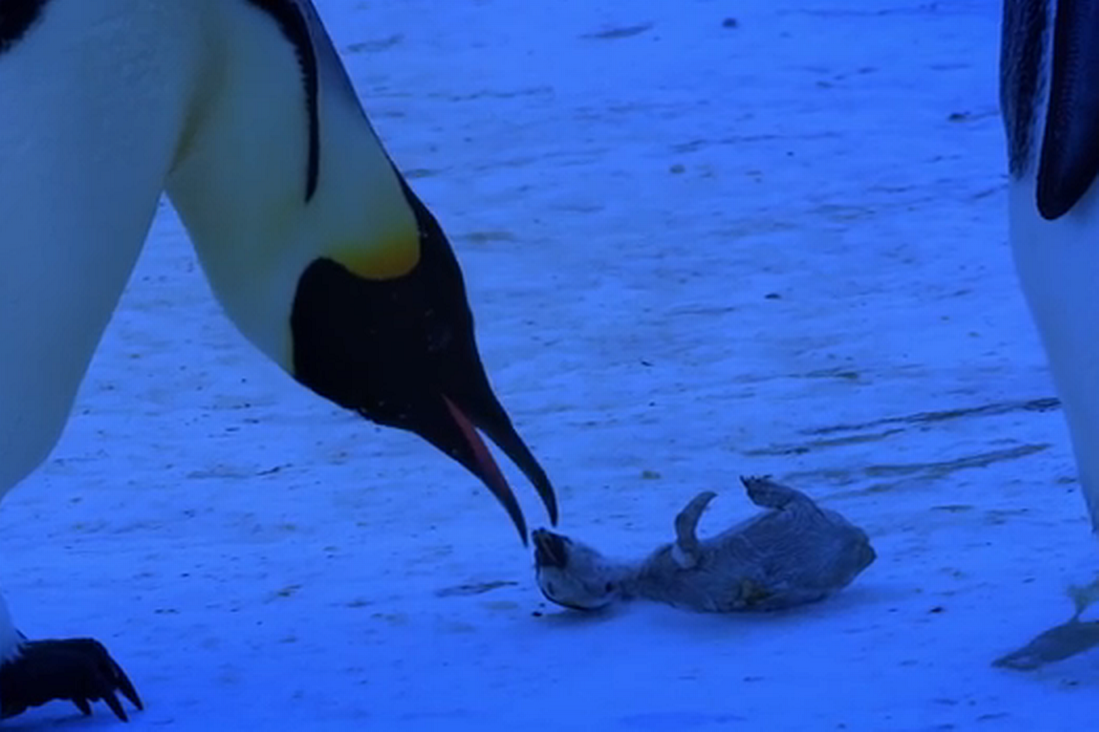فيديو مؤثر لبطريق يحاول إيقاذ صغيرة الميت