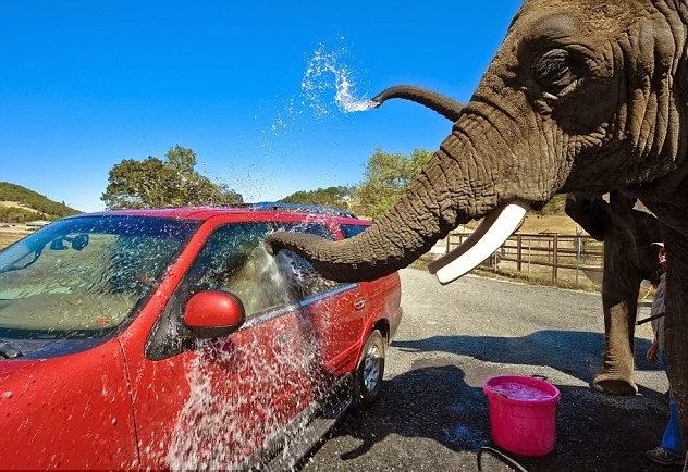 شاهدي صور لفيلة تقوم بغسل و تنشيف السيارات