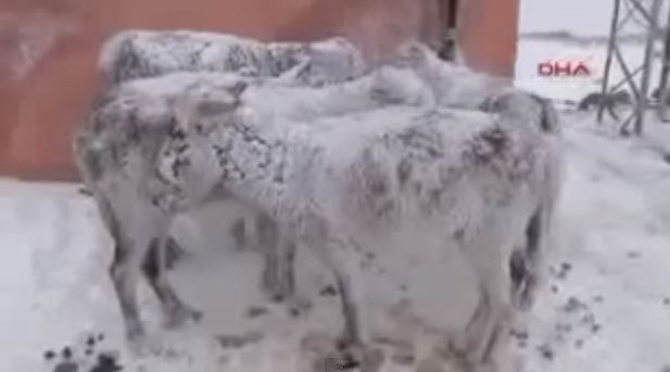 فيديو, حيوانات متجمدة على الحدود السورية التركية بسبب برودة الطقس!