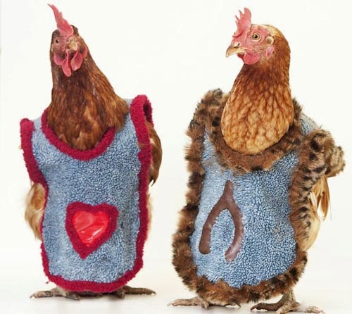 صور، سترات لحماية الدجاج من البرد